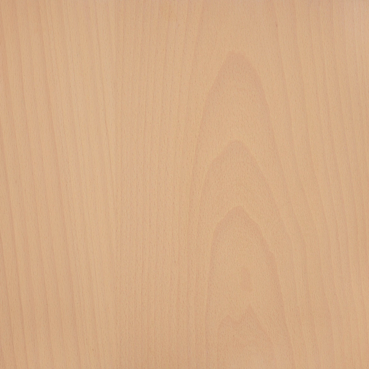 Beech