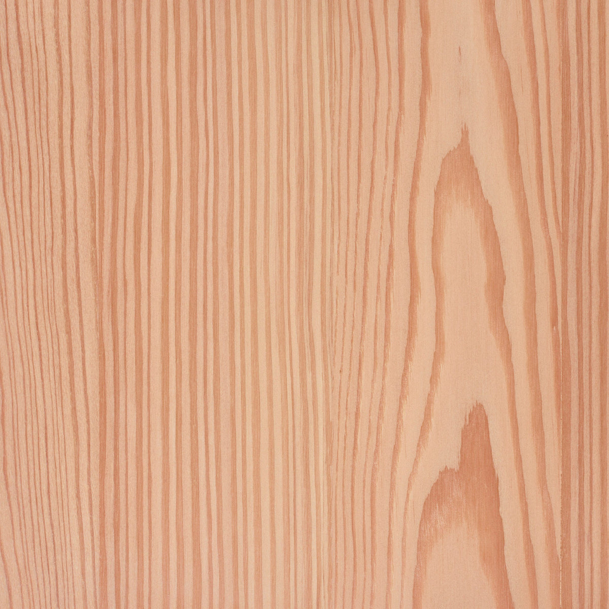Larch